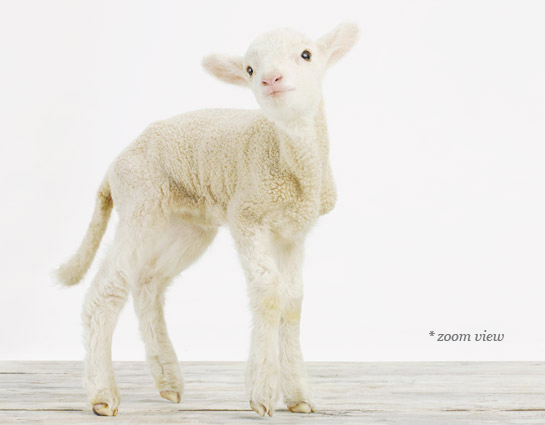 baby-animal-prints-nursery-art-1.php