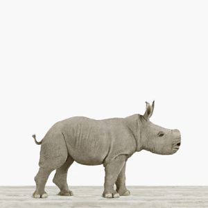 Baby Rhino