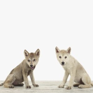 Wolf Pup Pair