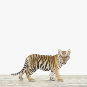 Baby Bengal Tiger No. 2