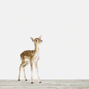 Baby Deer