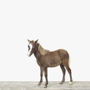 Baby Horse