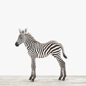 Baby Zebra