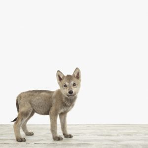 Wolf Pup No. 2