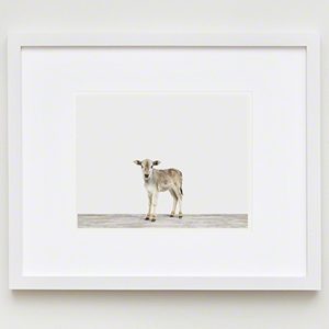 The Animal Print Shopwww.theanimalprintshop.com