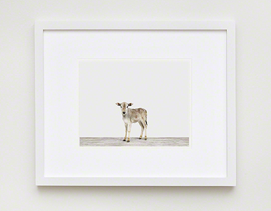 The Animal Print Shopwww.theanimalprintshop.com