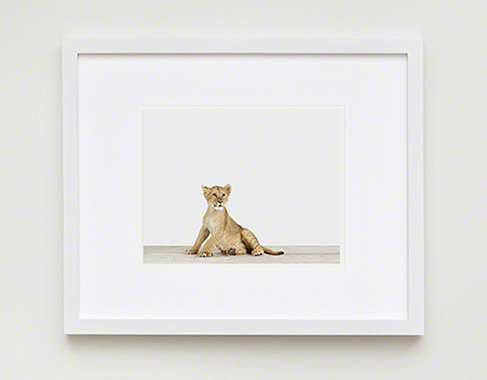 The Animal Print Shop
www.theanimalprintshop.com