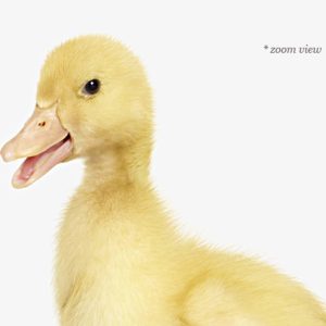 baby-animal-prints-nursery-art-2.php