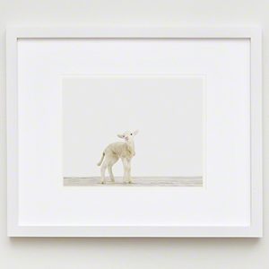 The Animal Print Shopwww.theanimalprintshop.com