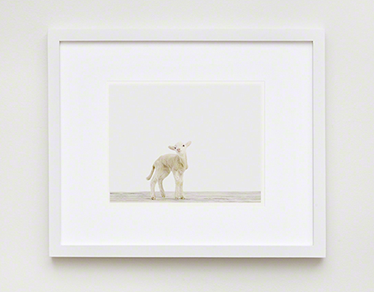 The Animal Print Shopwww.theanimalprintshop.com