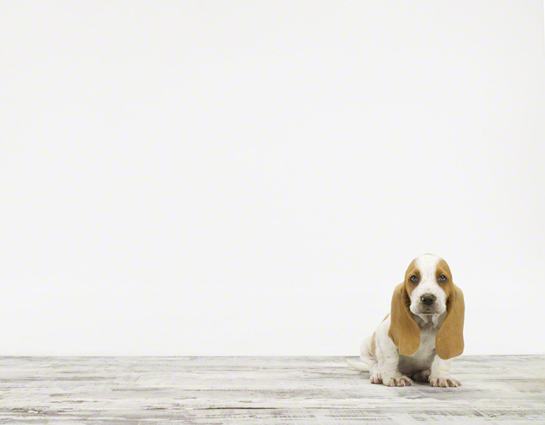 baby-animal-prints-nursery-art