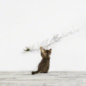 Kitten and Feather