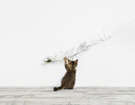 baby-animal-prints-nursery-art