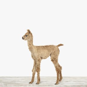 Baby Alpaca