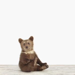 Bear Cub