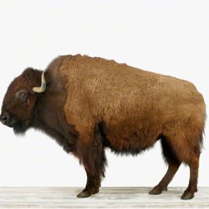 American Buffalo