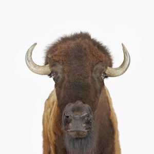 American Buffalo Close-up