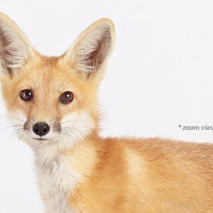 baby-animal-prints-nursery-art