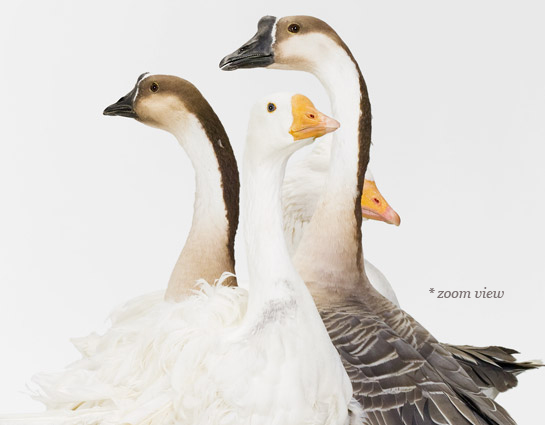 sharon-montrose-flamingo-bird-ar