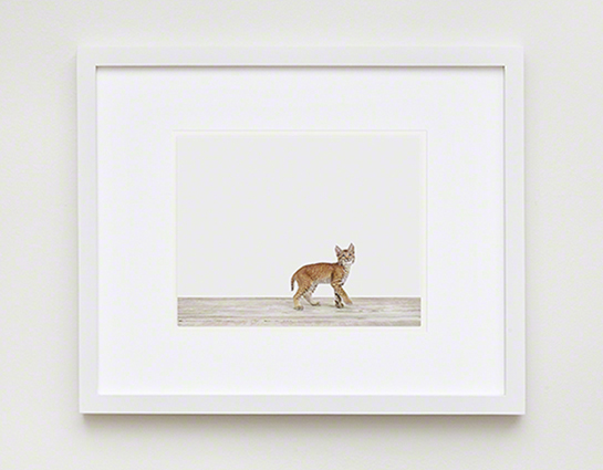 The Animal Print Shopwww.theanimalprintshop.com