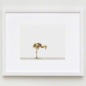 The Animal Print Shopwww.theanimalprintshop.com