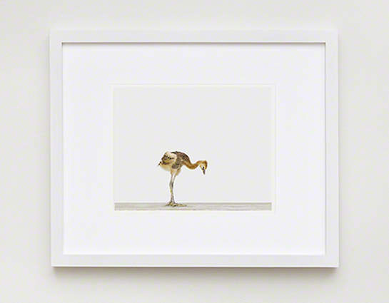 The Animal Print Shopwww.theanimalprintshop.com