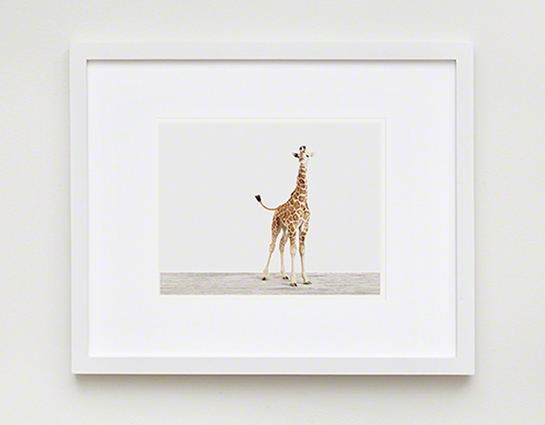 The Animal Print Shopwww.theanimalprintshop.com