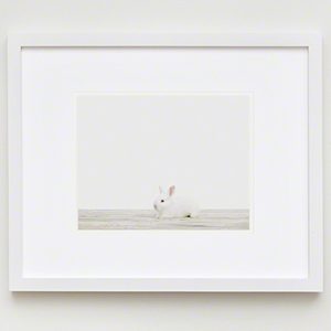 The Animal Print Shopwww.theanimalprintshop.com