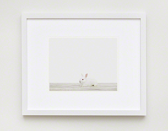 The Animal Print Shopwww.theanimalprintshop.com