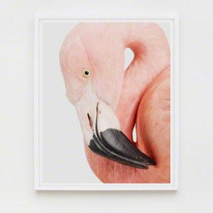 The Animal Print Shopwww.theanimalprintshop.com