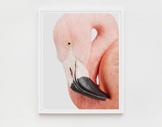 The Animal Print Shopwww.theanimalprintshop.com