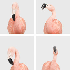 Four Flamingos