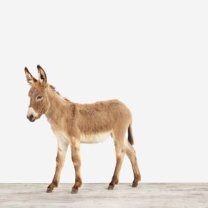 Baby Donkey