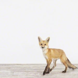 Baby Fox