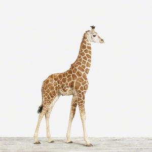 Baby Giraffe No. 1