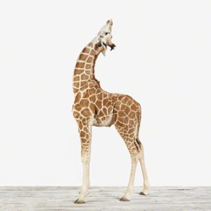 Baby Giraffe No. 2
