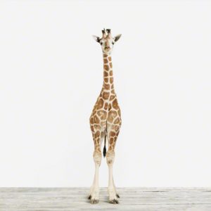 Baby Giraffe No. 3