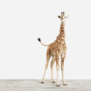 Baby Giraffe No. 4