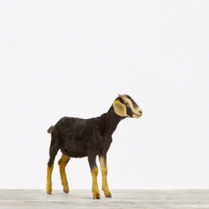 Baby Goat