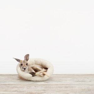 Baby Kangaroo No. 1