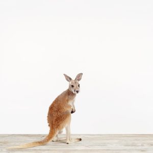 Baby Kangaroo No. 2