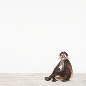 Baby Monkey No. 1