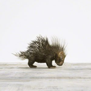 Baby Porcupine