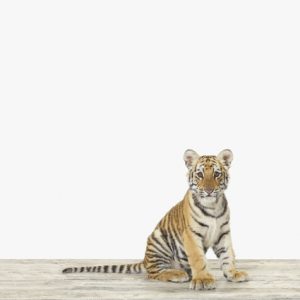 Baby Bengal Tiger No. 1