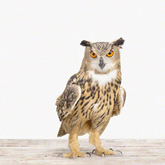 Eagle Owl No. 1