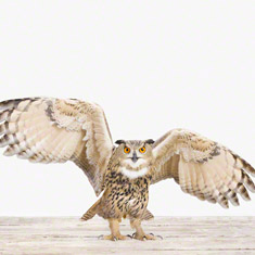 Eagle Owl No. 2