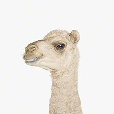 Baby Camel Little Darling