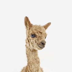Baby Alpaca Little Darling