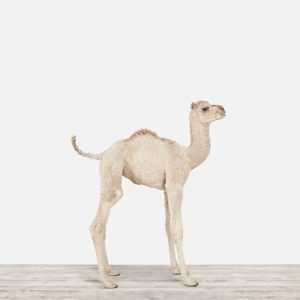 Baby Camel