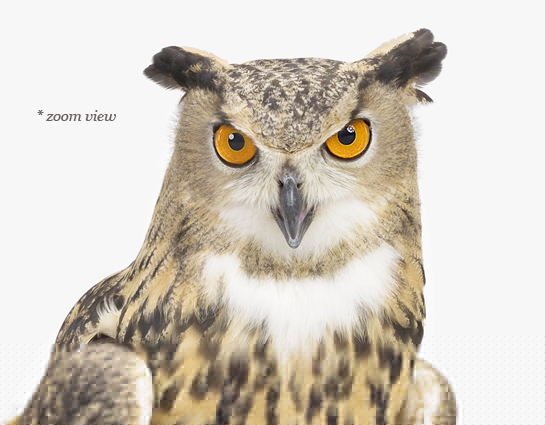 sharon-montrose-animal-art